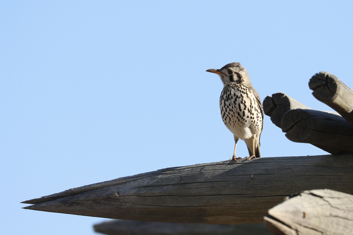 Groundscraper Thrush - ML645740616