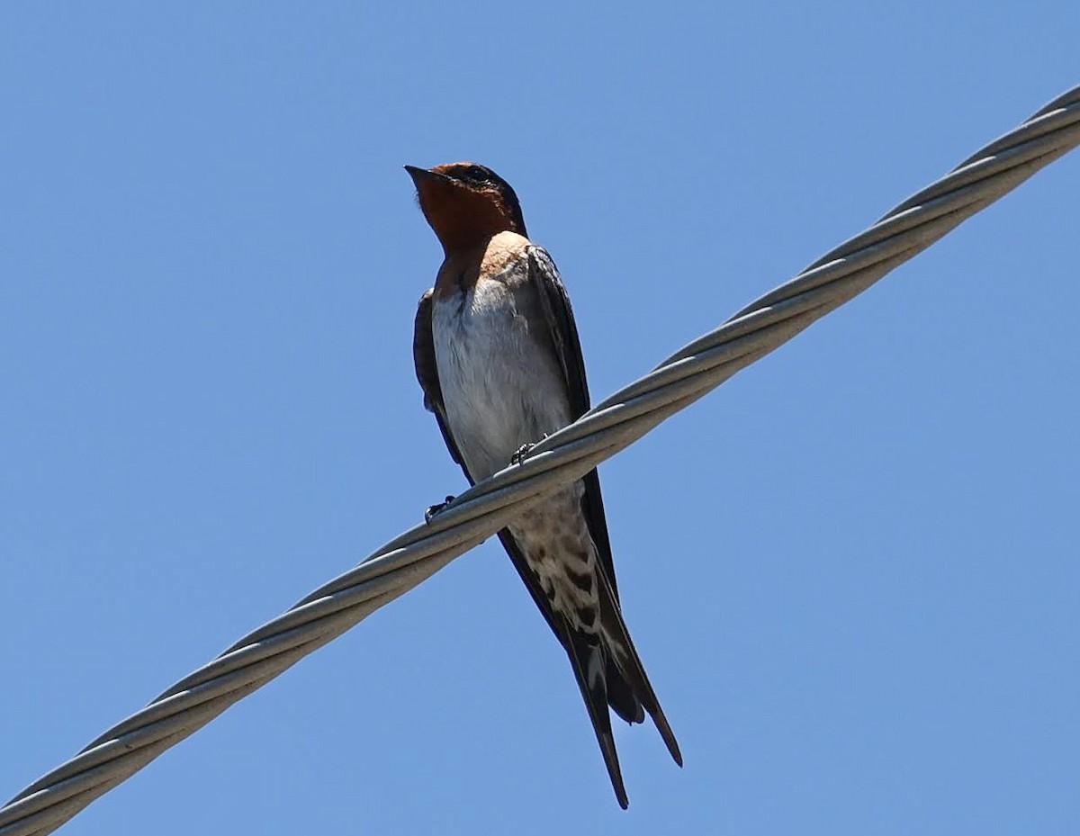 Welcome Swallow - ML645740623