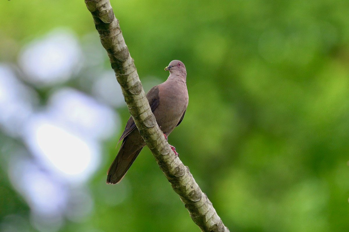 コバシバト - ML645740634