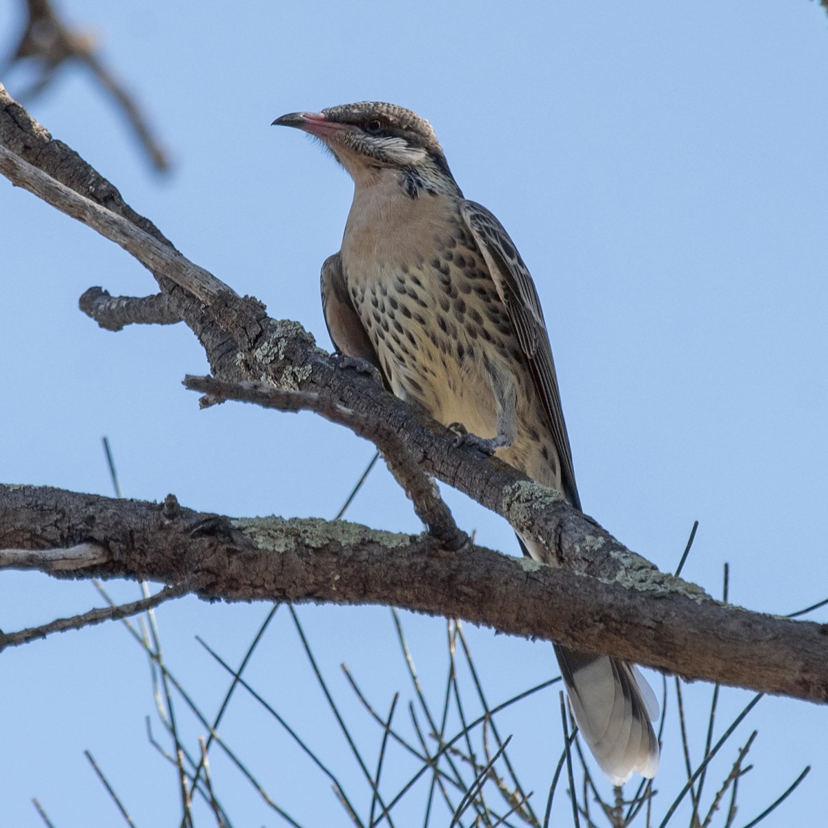 Diken Yanaklı Balkuşu - ML645740642