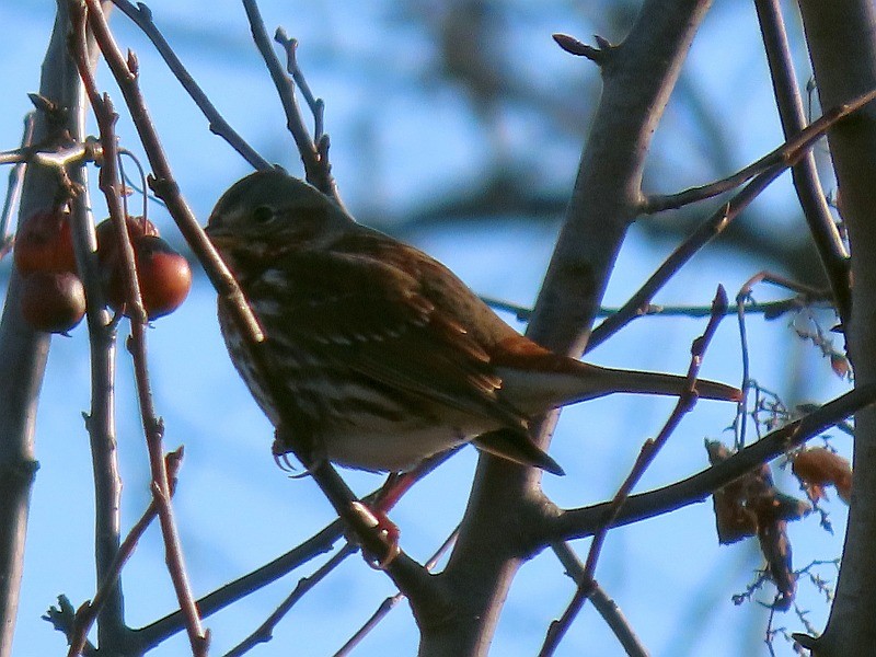 Fox Sparrow - ML645740655