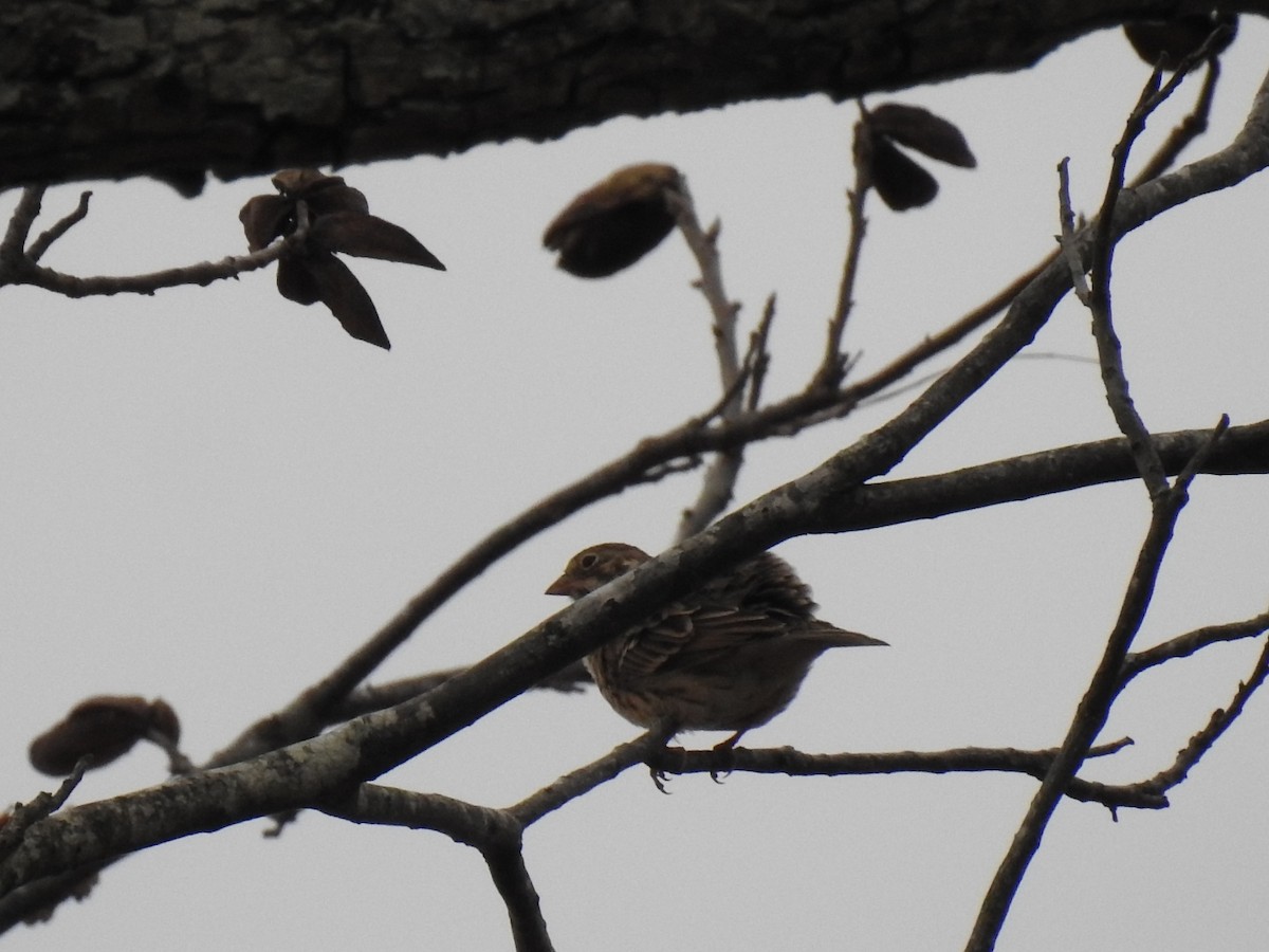 Vesper Sparrow - ML645740656