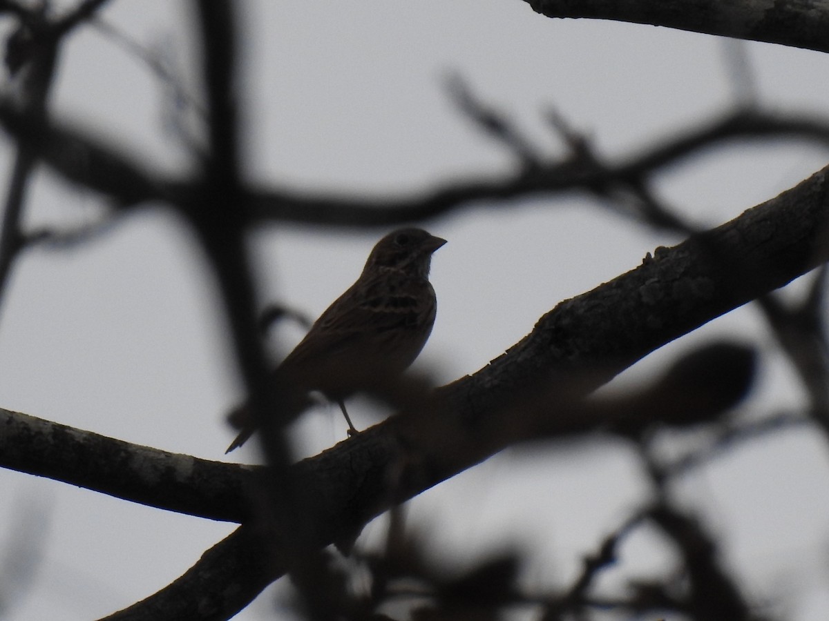 Vesper Sparrow - ML645740657