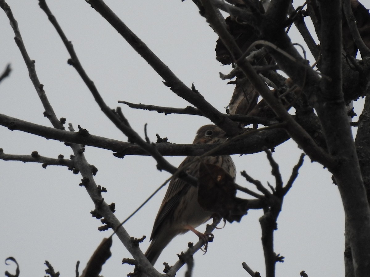 Vesper Sparrow - ML645740658