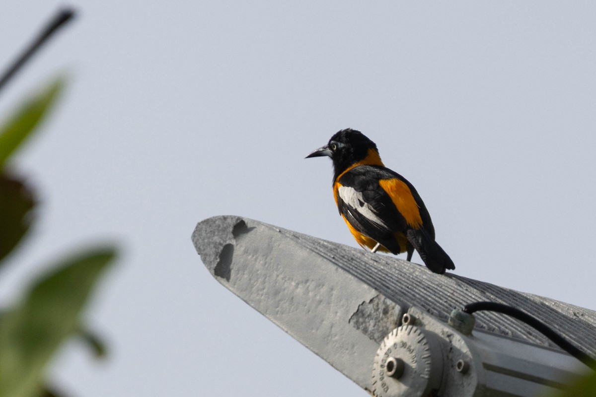 brilletrupial - ML645740659