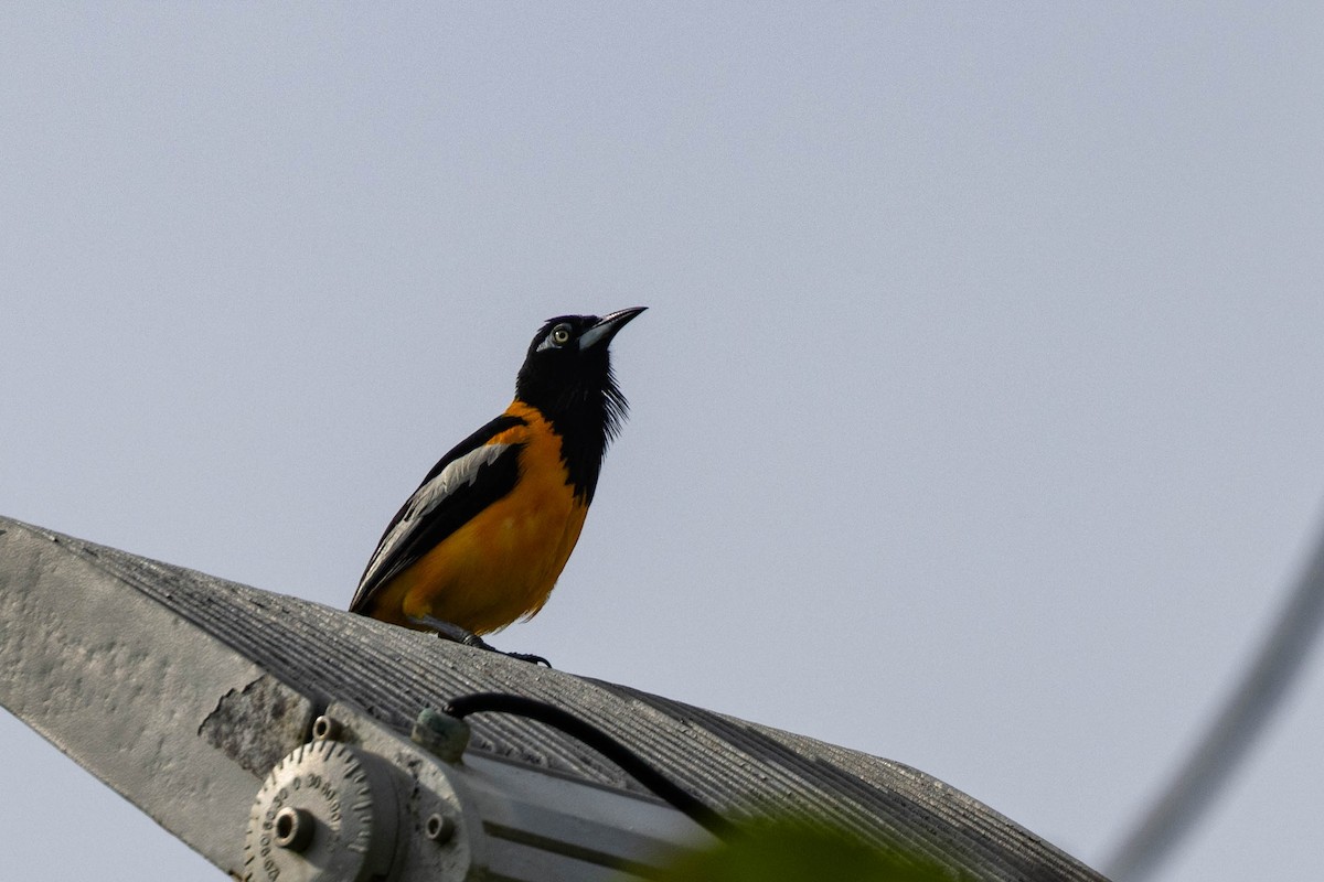 brilletrupial - ML645740660