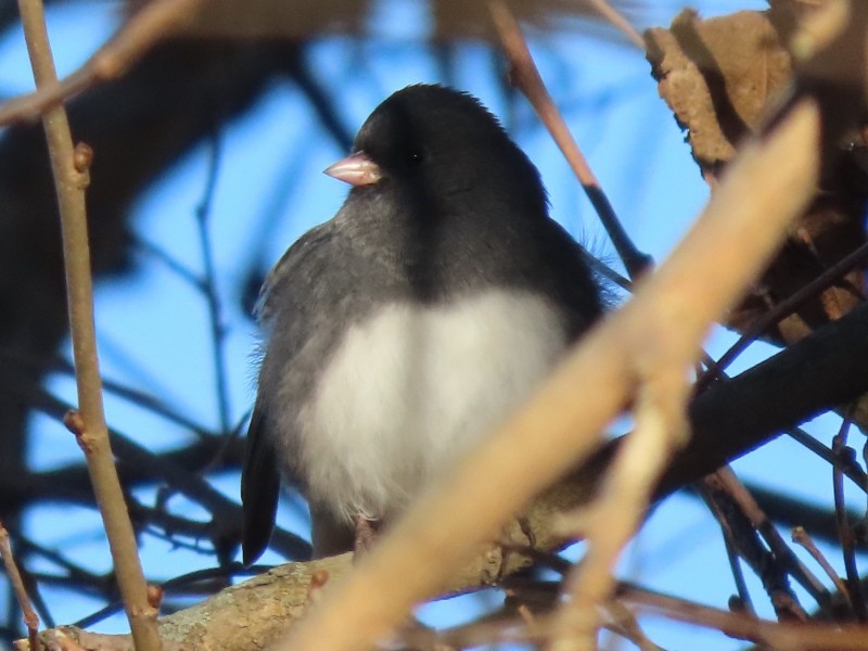 Dark-eyed Junco - ML645740664