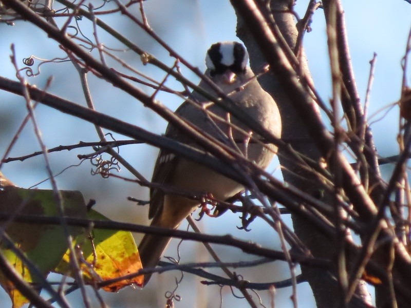 White-crowned Sparrow - ML645740665