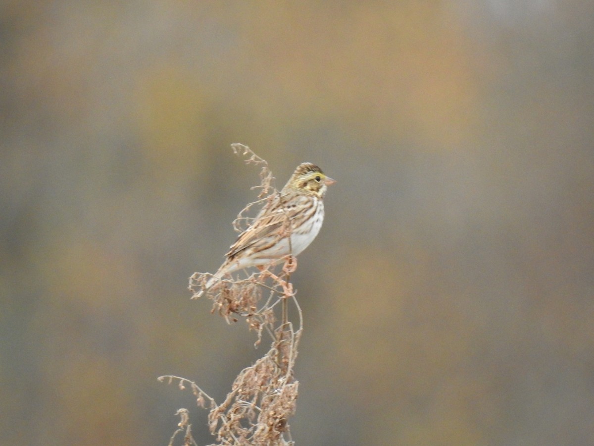 Savannah Sparrow - ML645740670