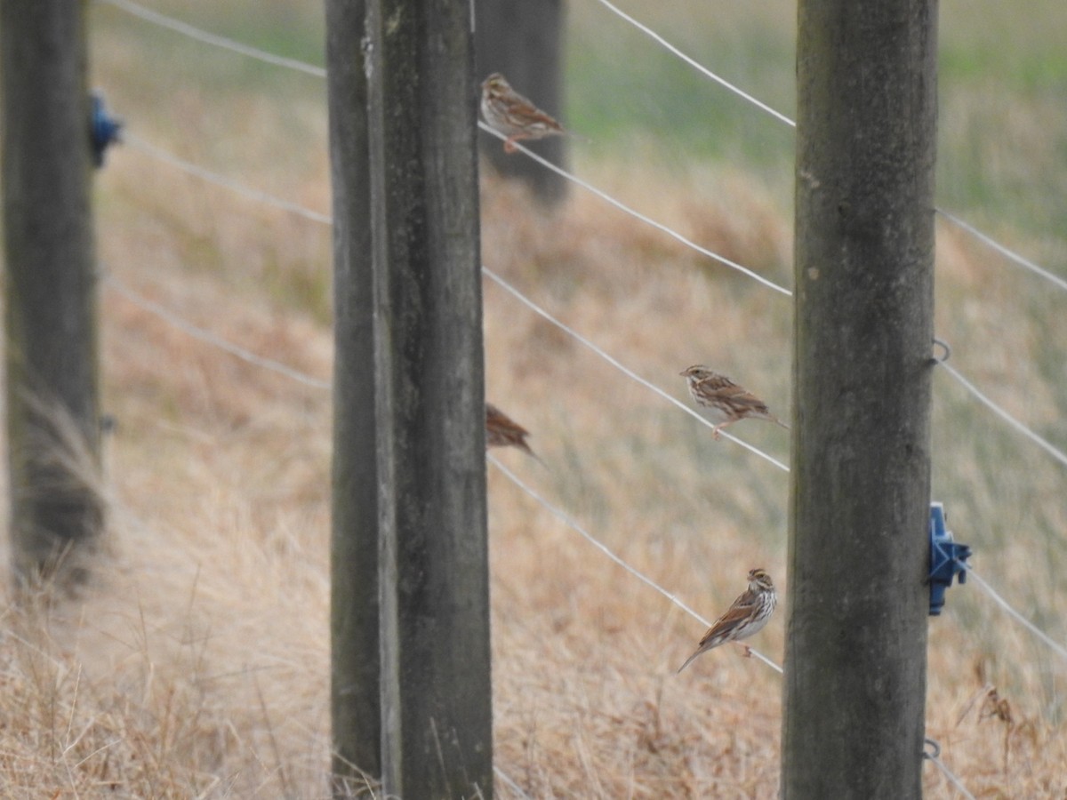 Savannah Sparrow - ML645740671