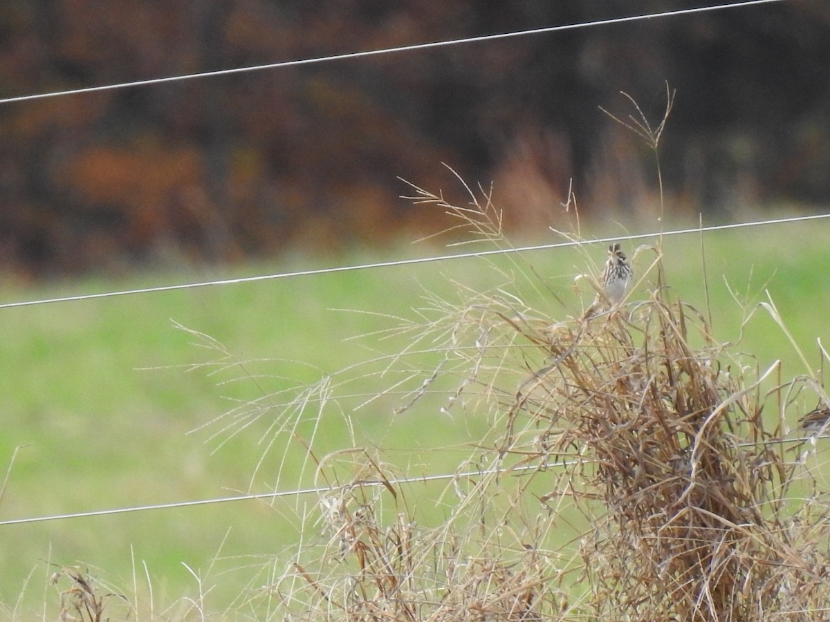 Savannah Sparrow - ML645740672