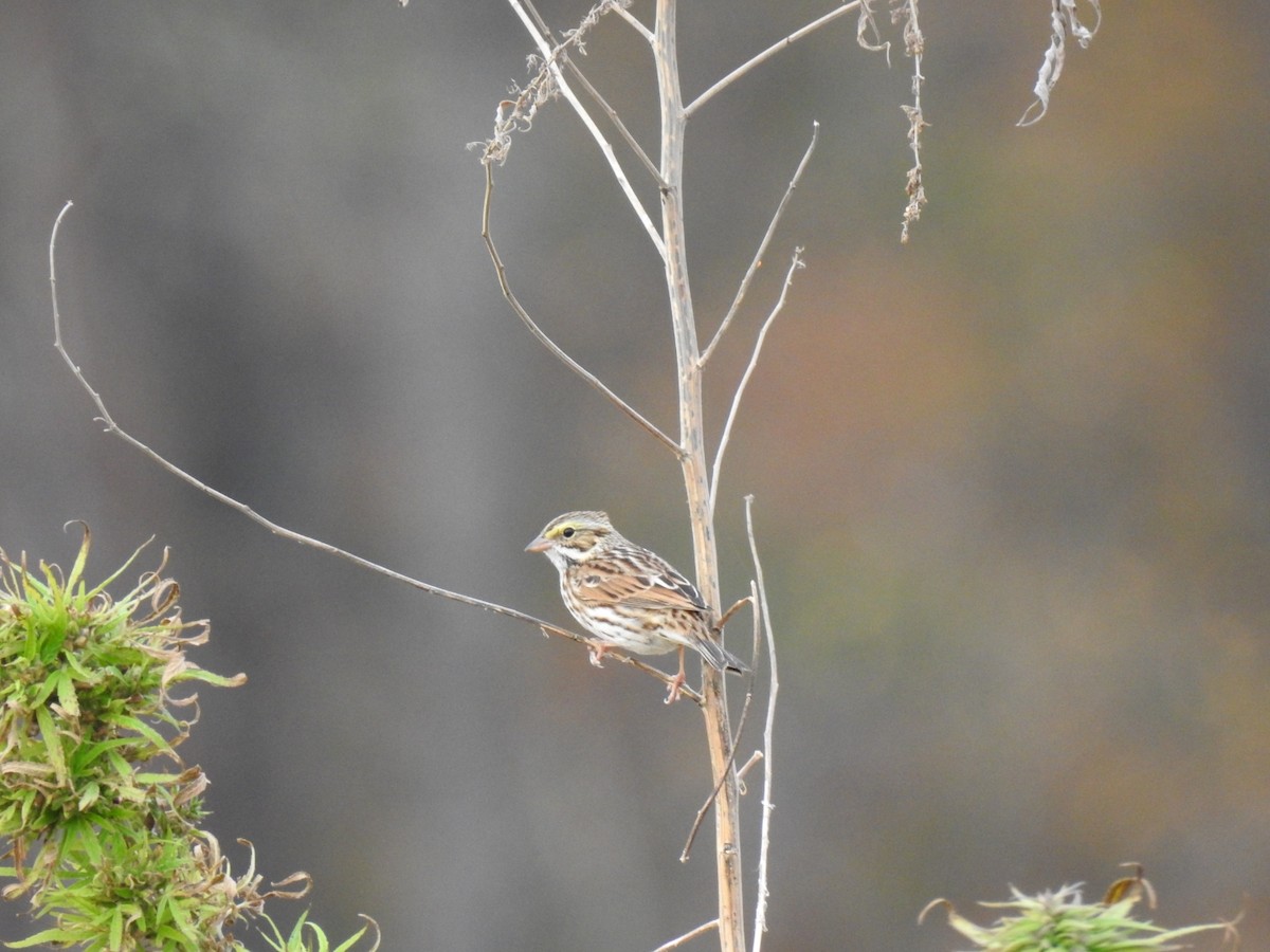 Savannah Sparrow - ML645740673