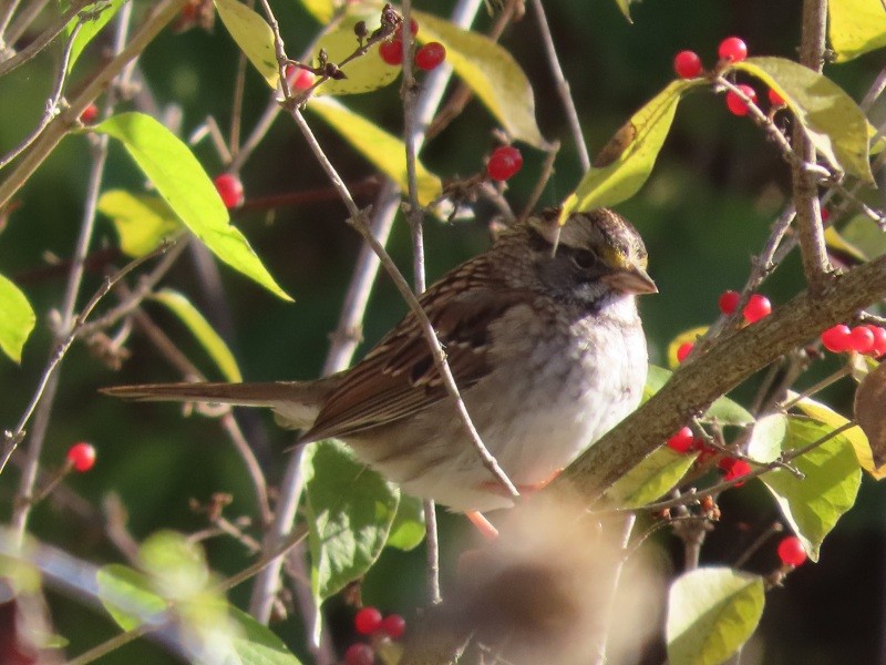 White-throated Sparrow - ML645740678