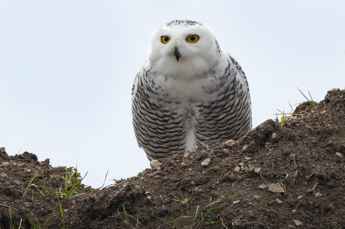 Snowy Owl - ML645740679