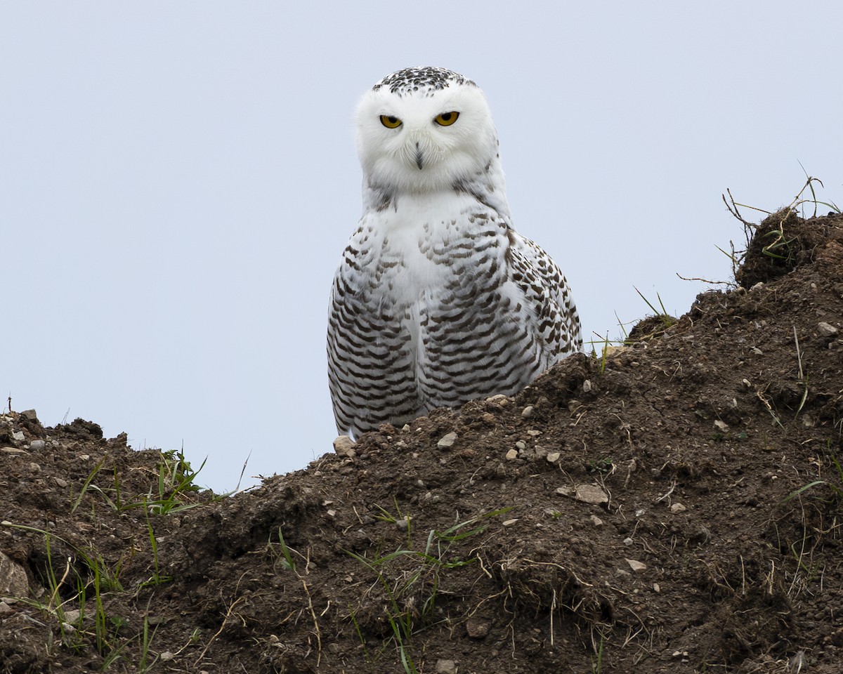 Snowy Owl - ML645740680