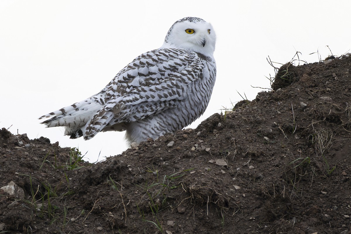 Snowy Owl - ML645740681