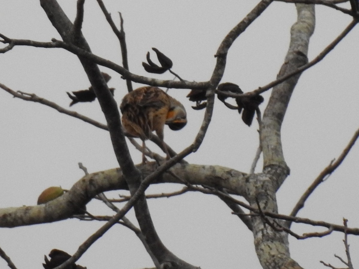 Eastern Meadowlark - ML645740682