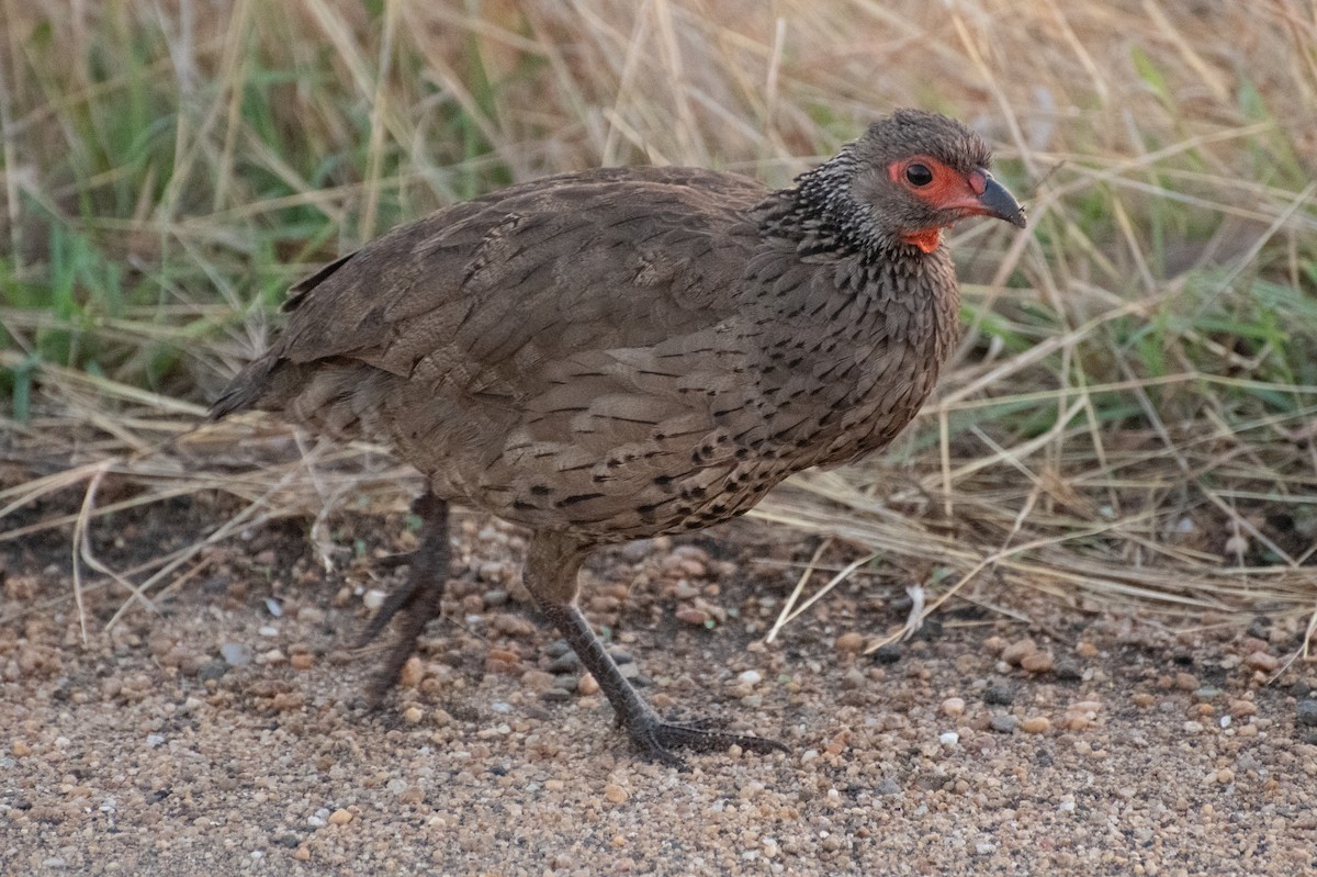 クロアシアカノドシャコ - ML645740691