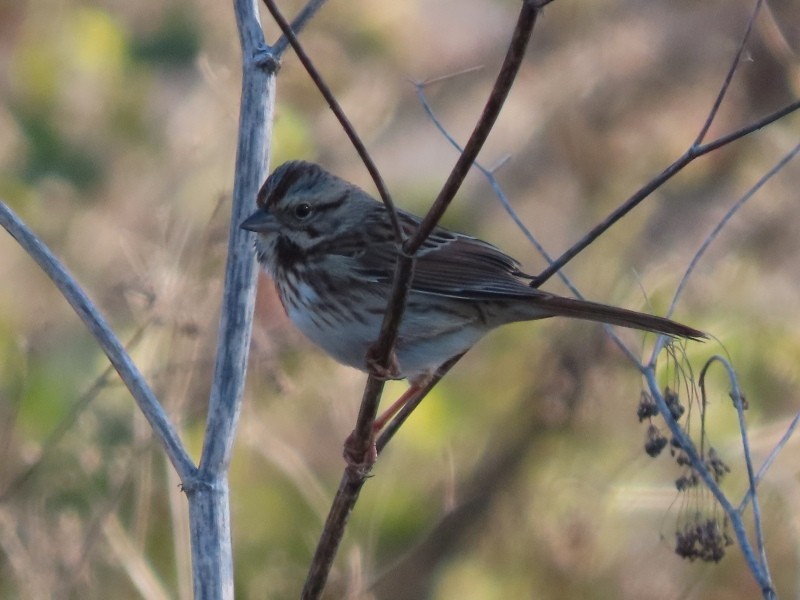 Song Sparrow - ML645740695
