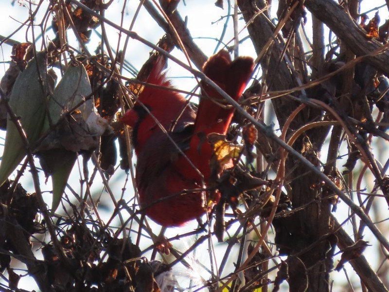 Northern Cardinal - ML645740699