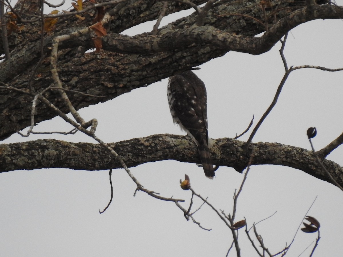 Cooper's Hawk - ML645740706