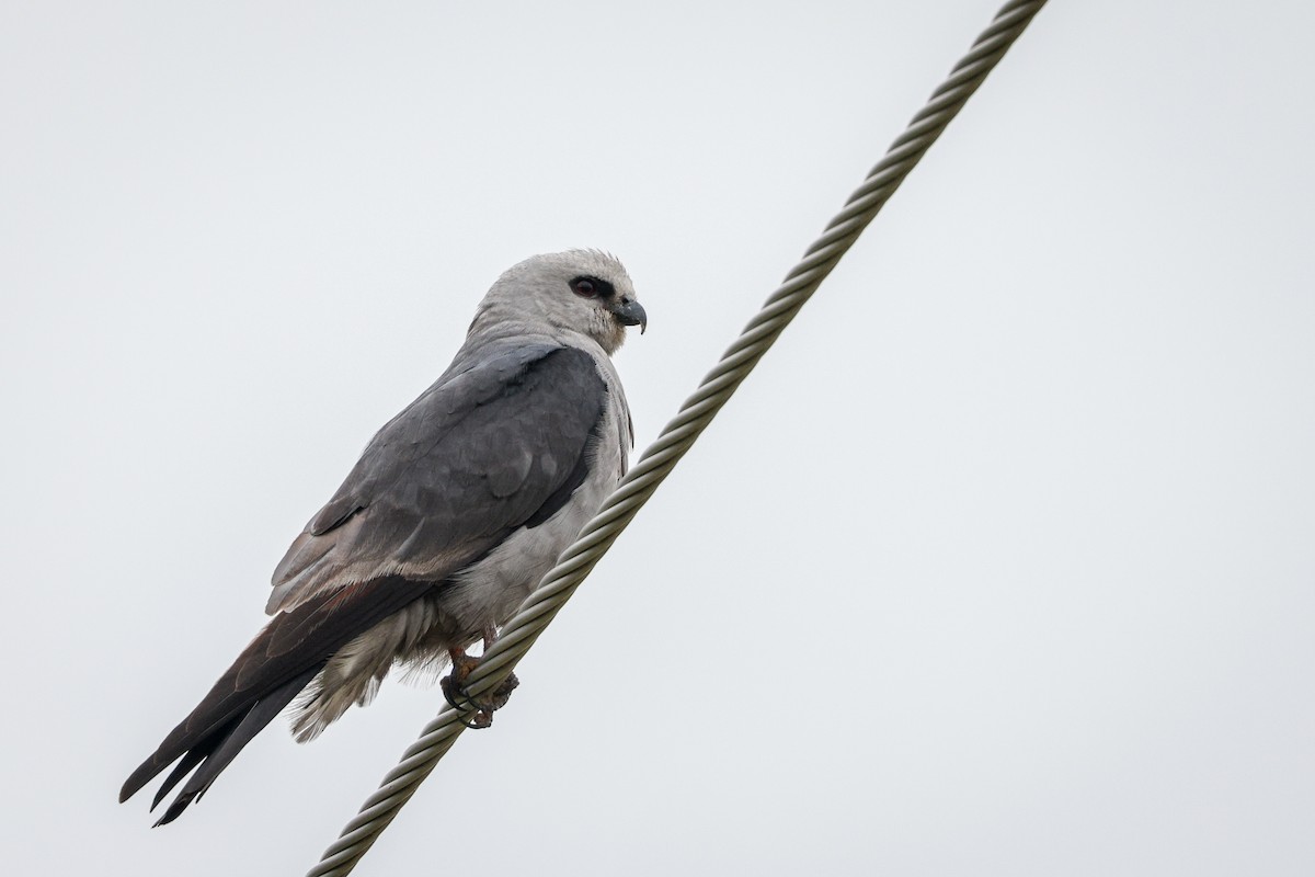 Mississippi Kite - ML645740708