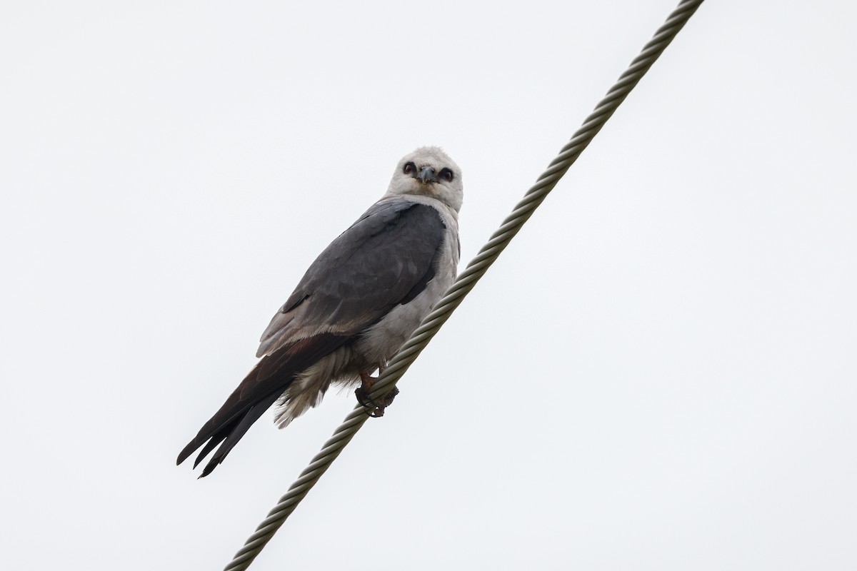Mississippi Kite - ML645740709