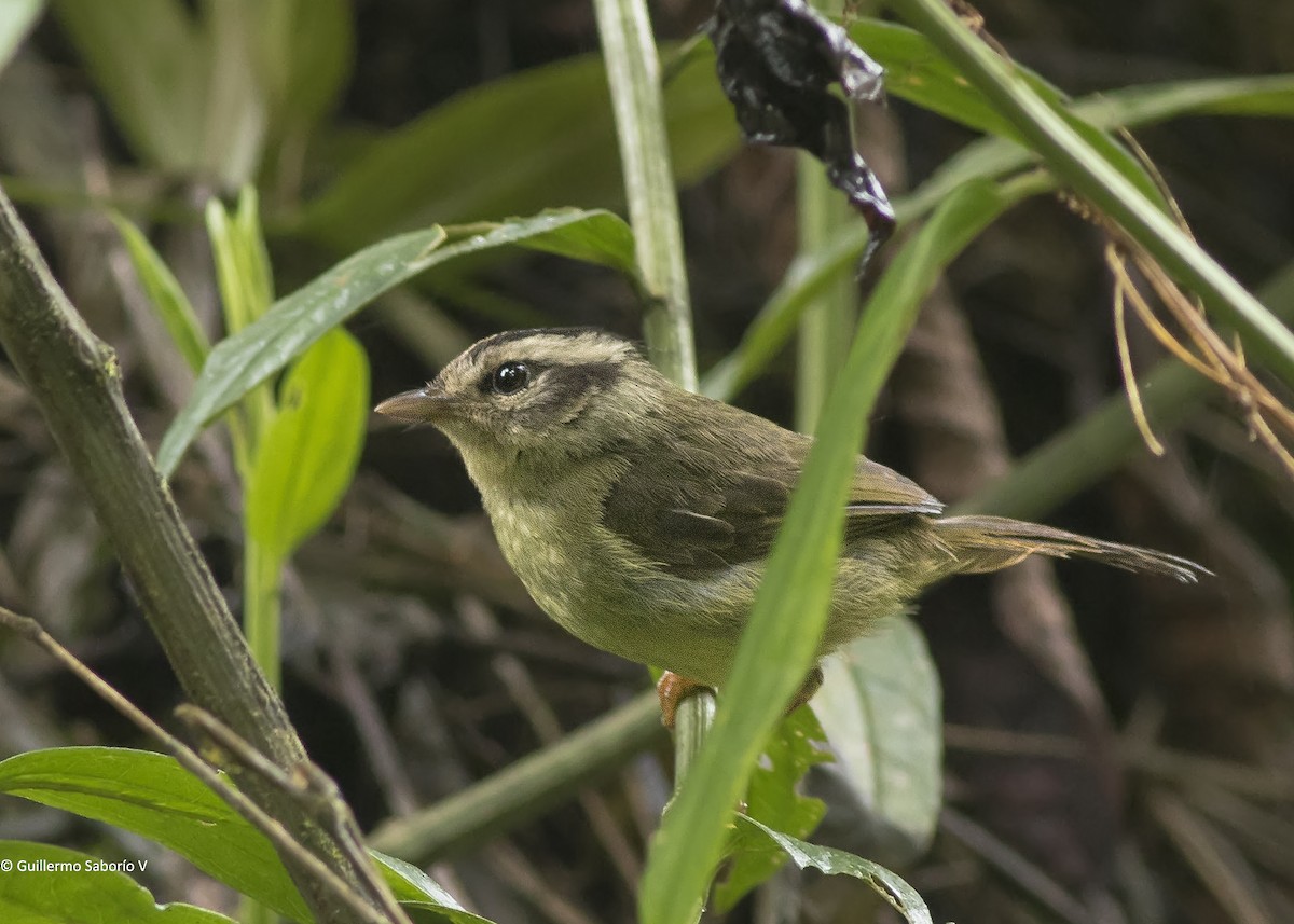 Costa Rican Warbler - Guillermo  Saborío Vega