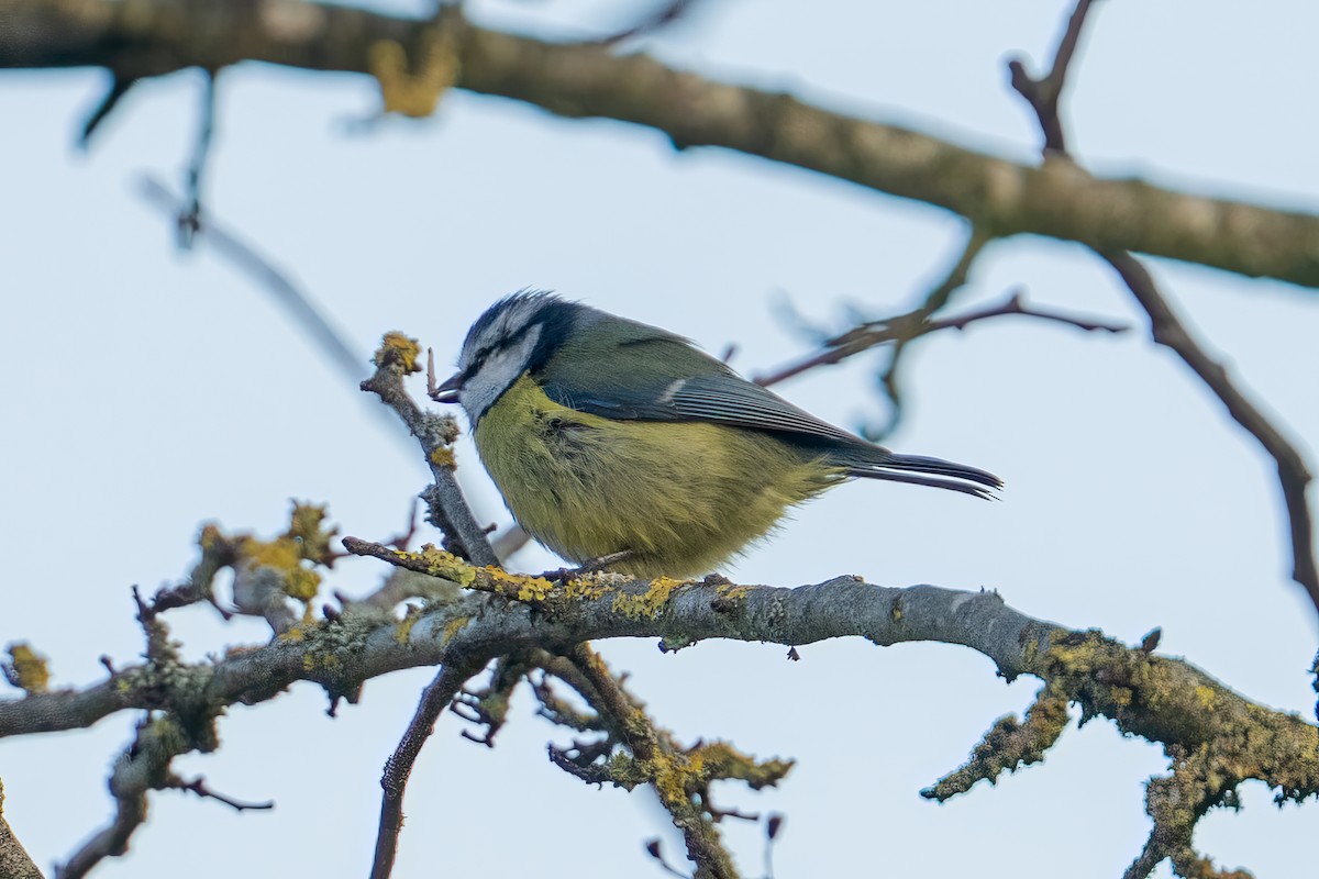 sýkora modřinka - ML645740712