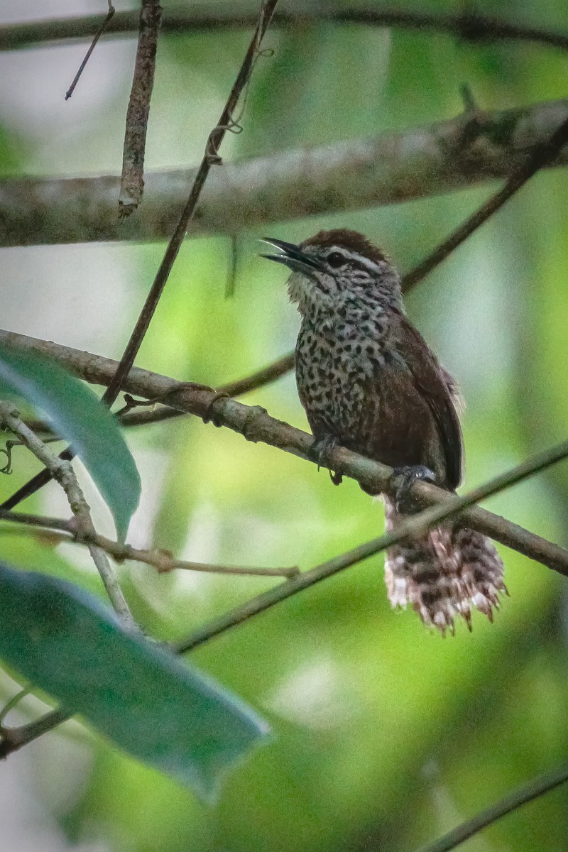 Spot-breasted Wren - ML645740715