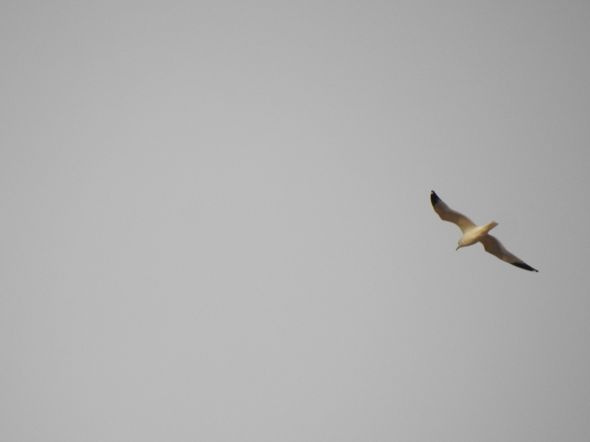 Delawareko kaioa - ML645740717