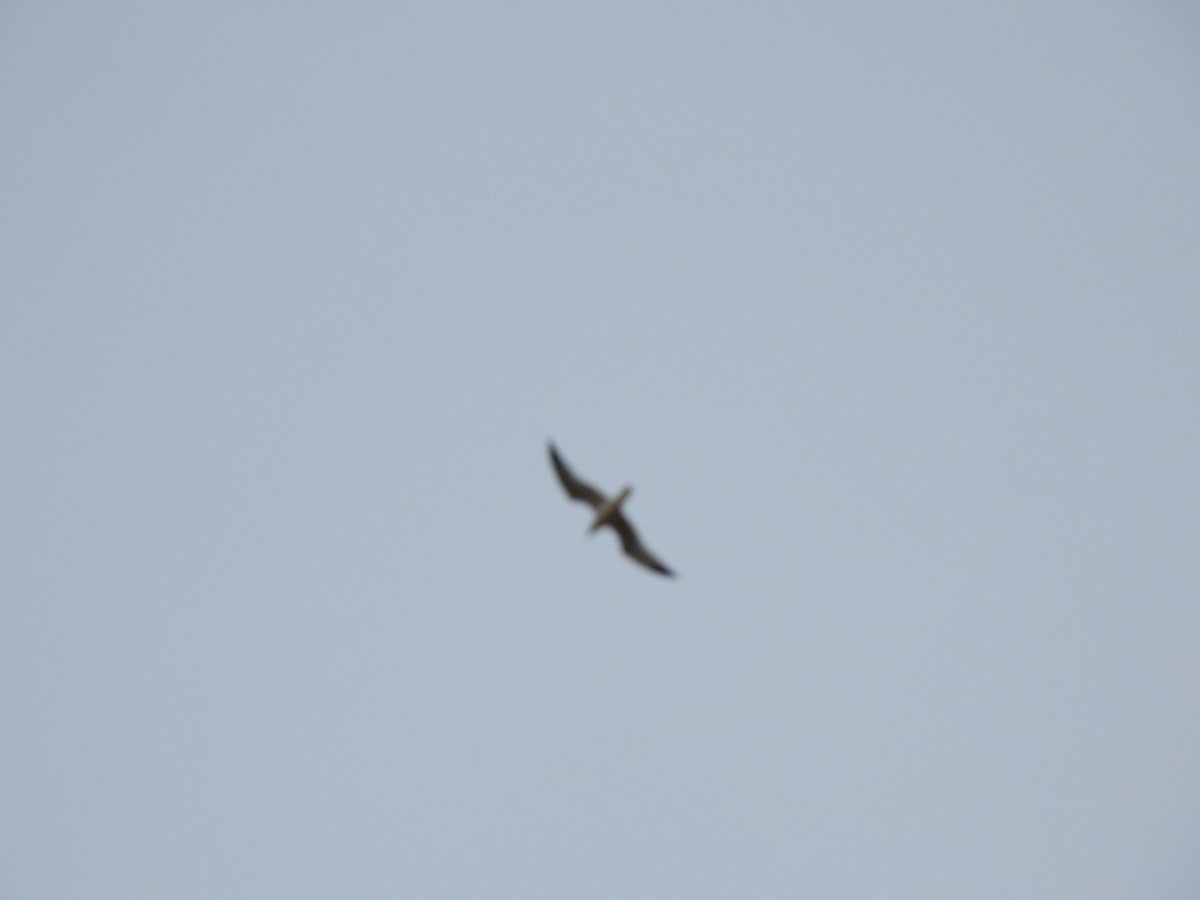 Delawareko kaioa - ML645740718