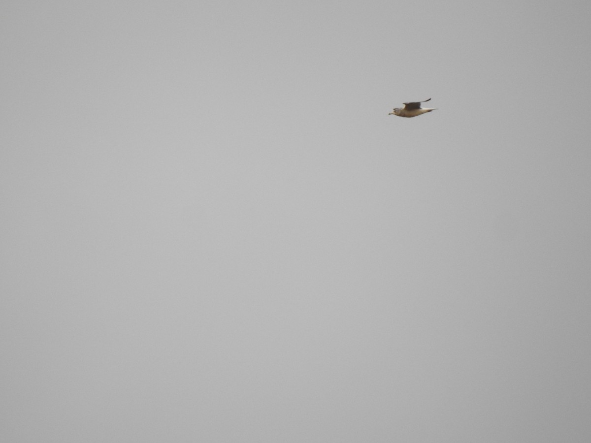 Delawareko kaioa - ML645740719