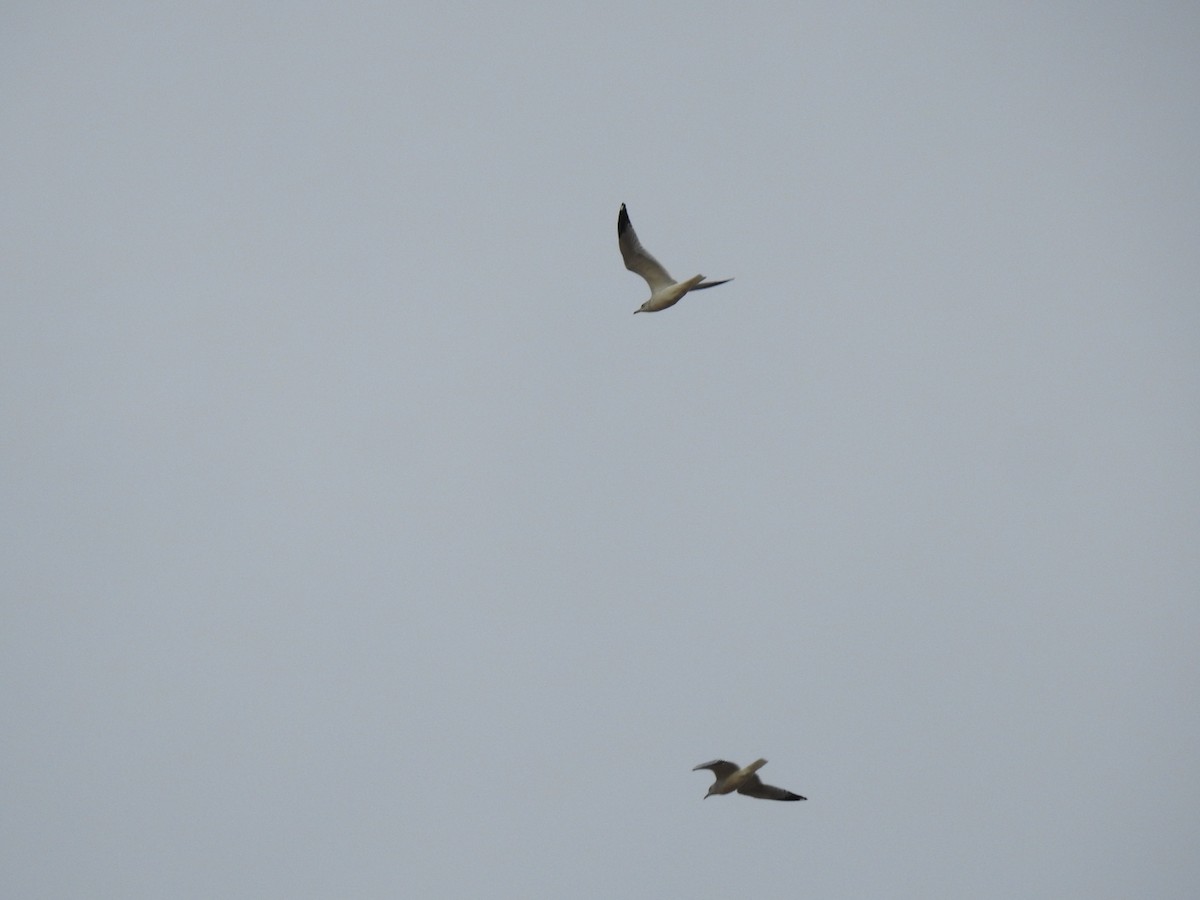 Delawareko kaioa - ML645740720