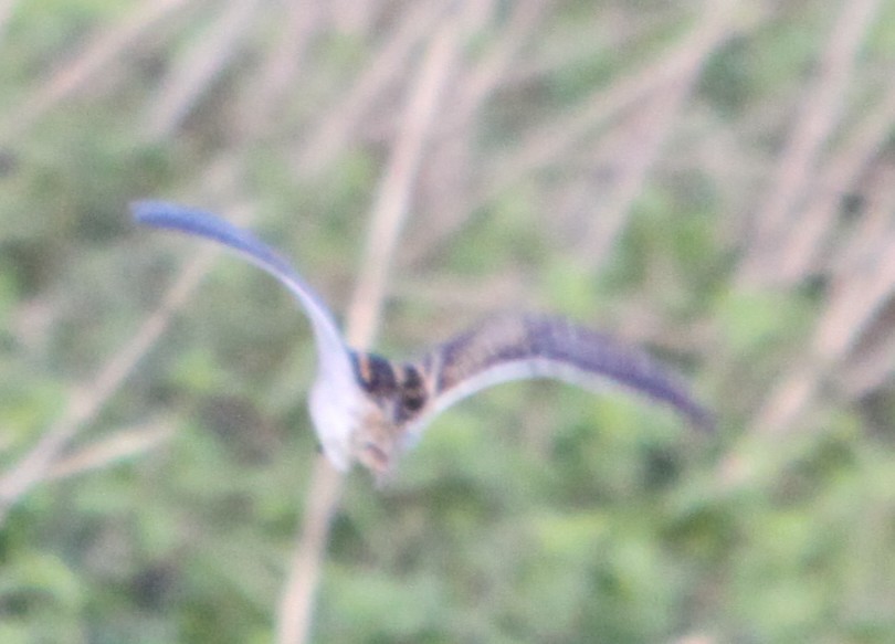 Jack Snipe - ML645740725