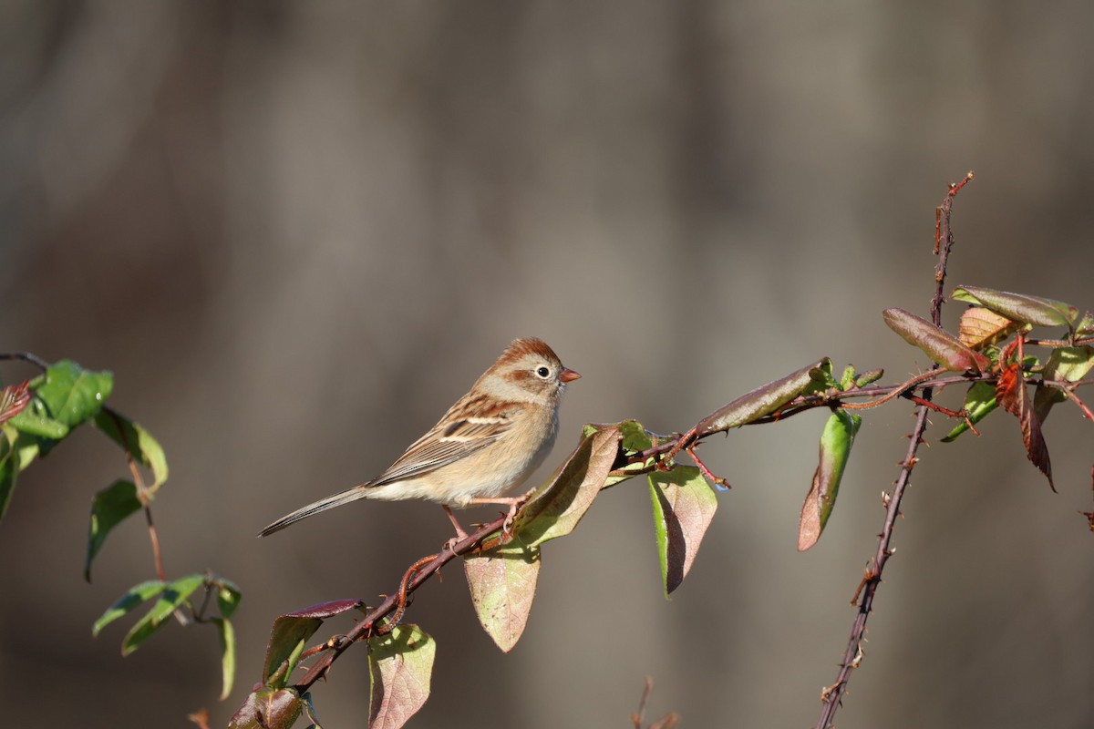 Field Sparrow - ML645740728