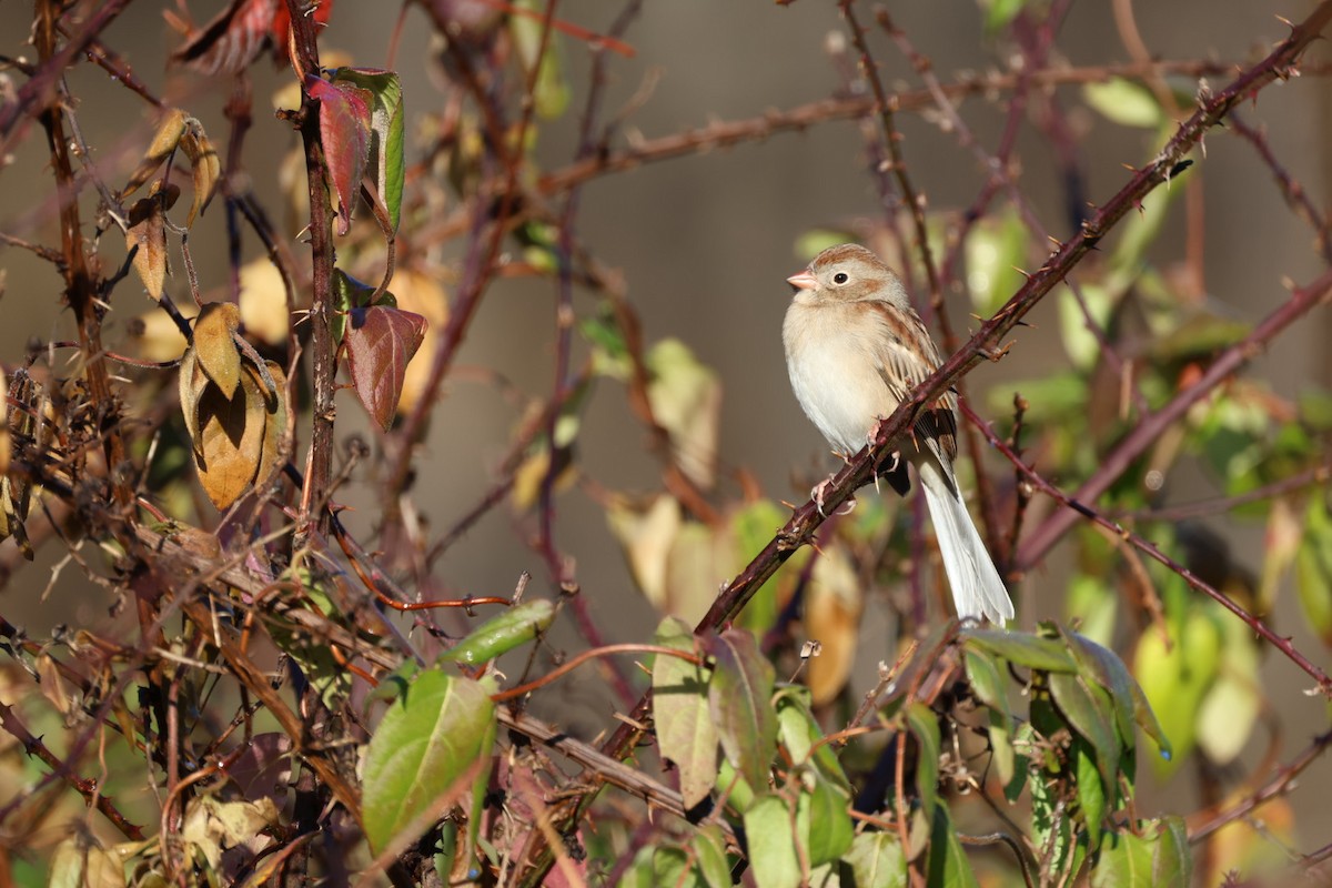 Field Sparrow - ML645740729