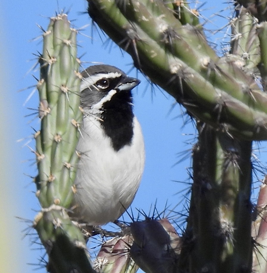 Black-throated Sparrow - ML645740732