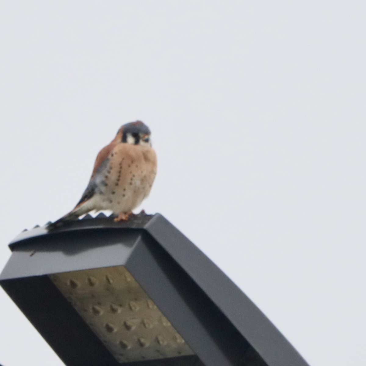 American Kestrel - ML645740733