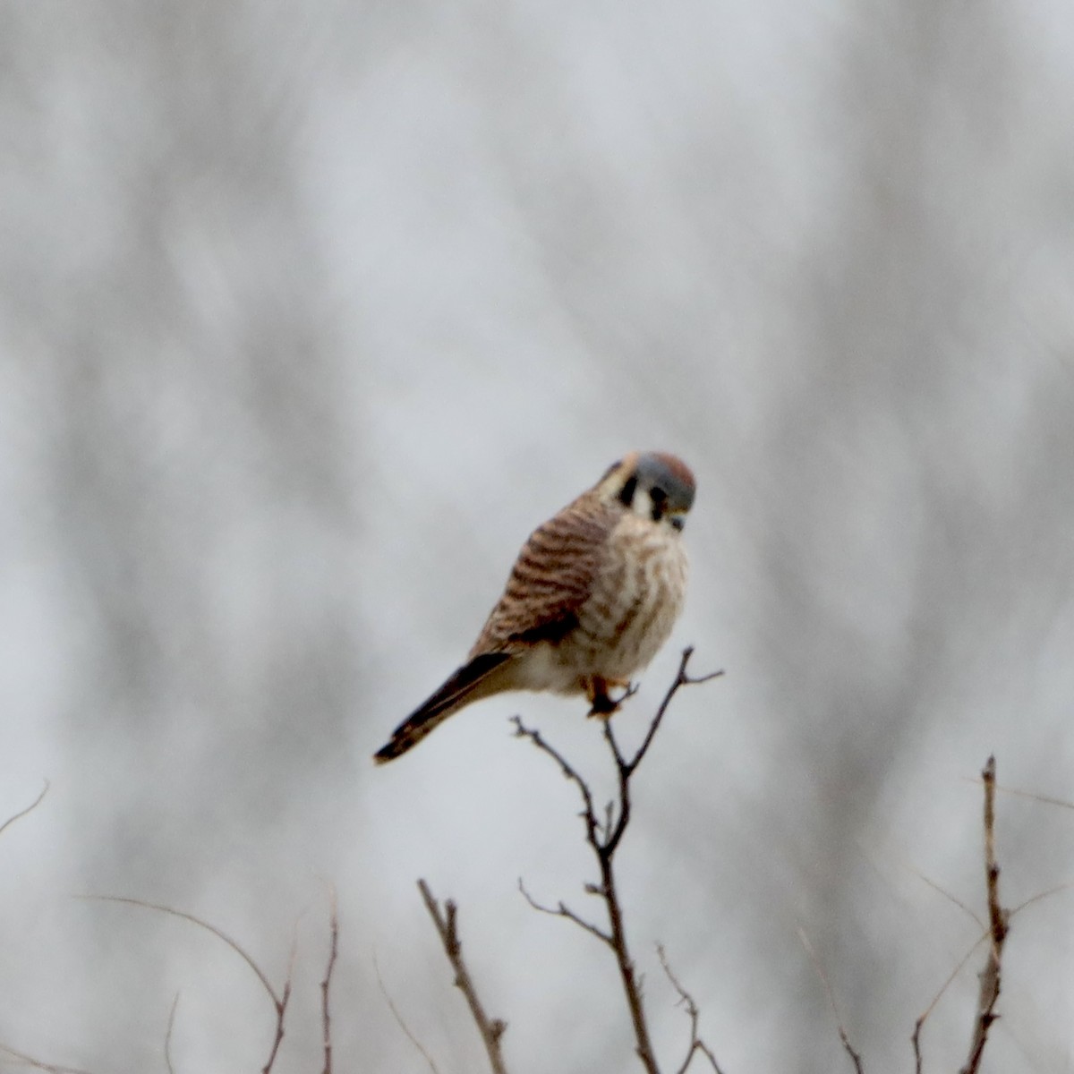 American Kestrel - ML645740734