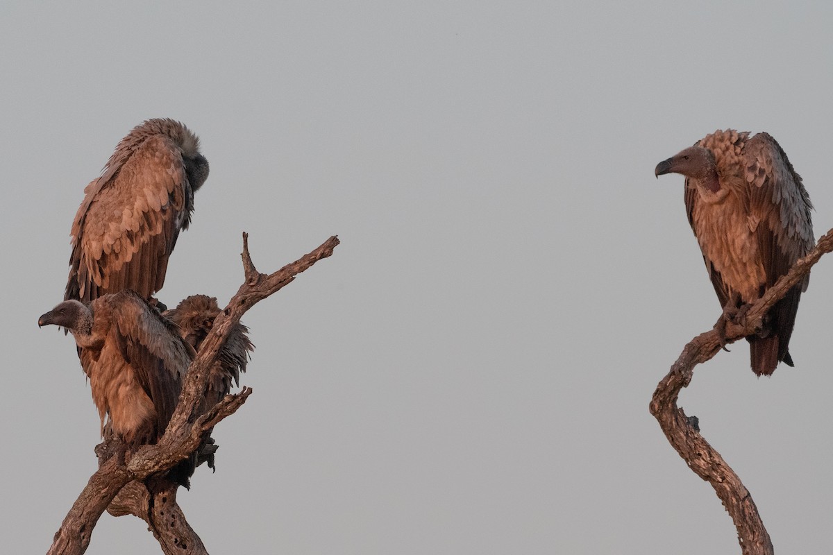 White-backed Vulture - ML645740742