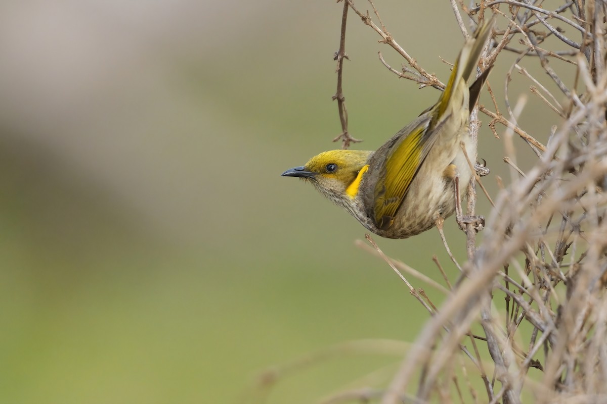 Кольчатый медосос - ML645740744