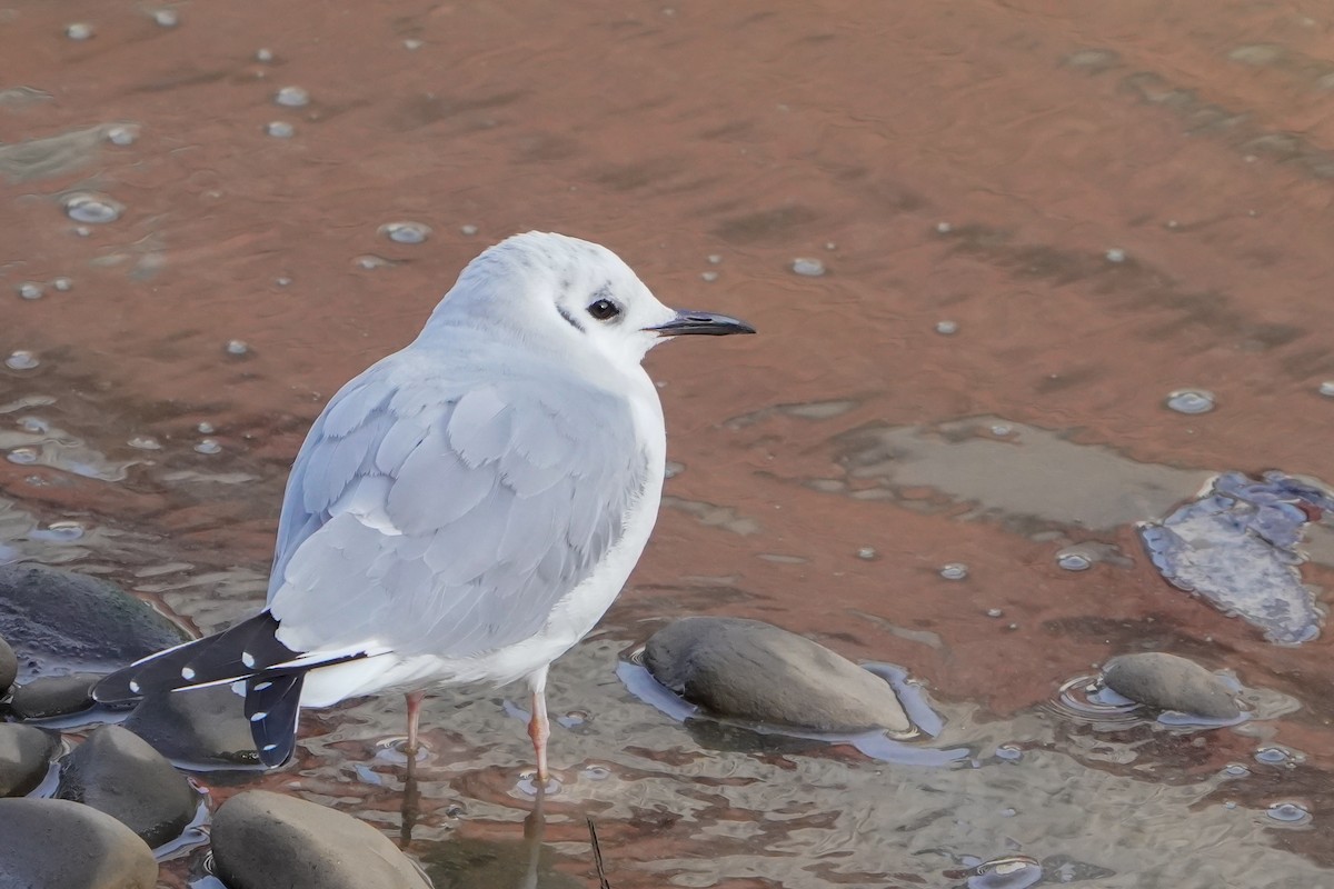 Bonaparte's Gull - ML645740748