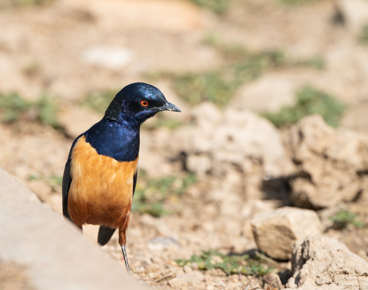 Hildebrandt's Starling - ML645740754