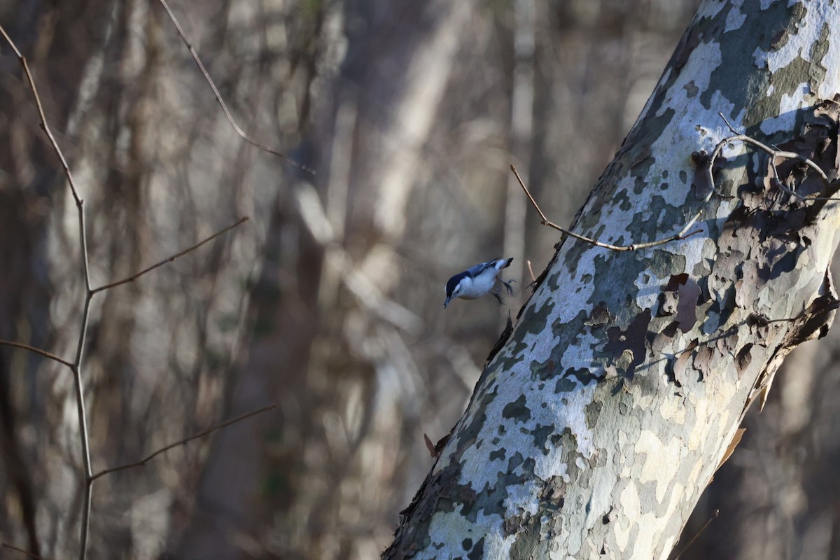 White-breasted Nuthatch - ML645740768