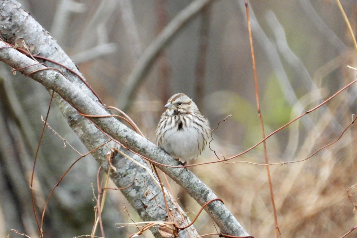 Song Sparrow - ML645740778