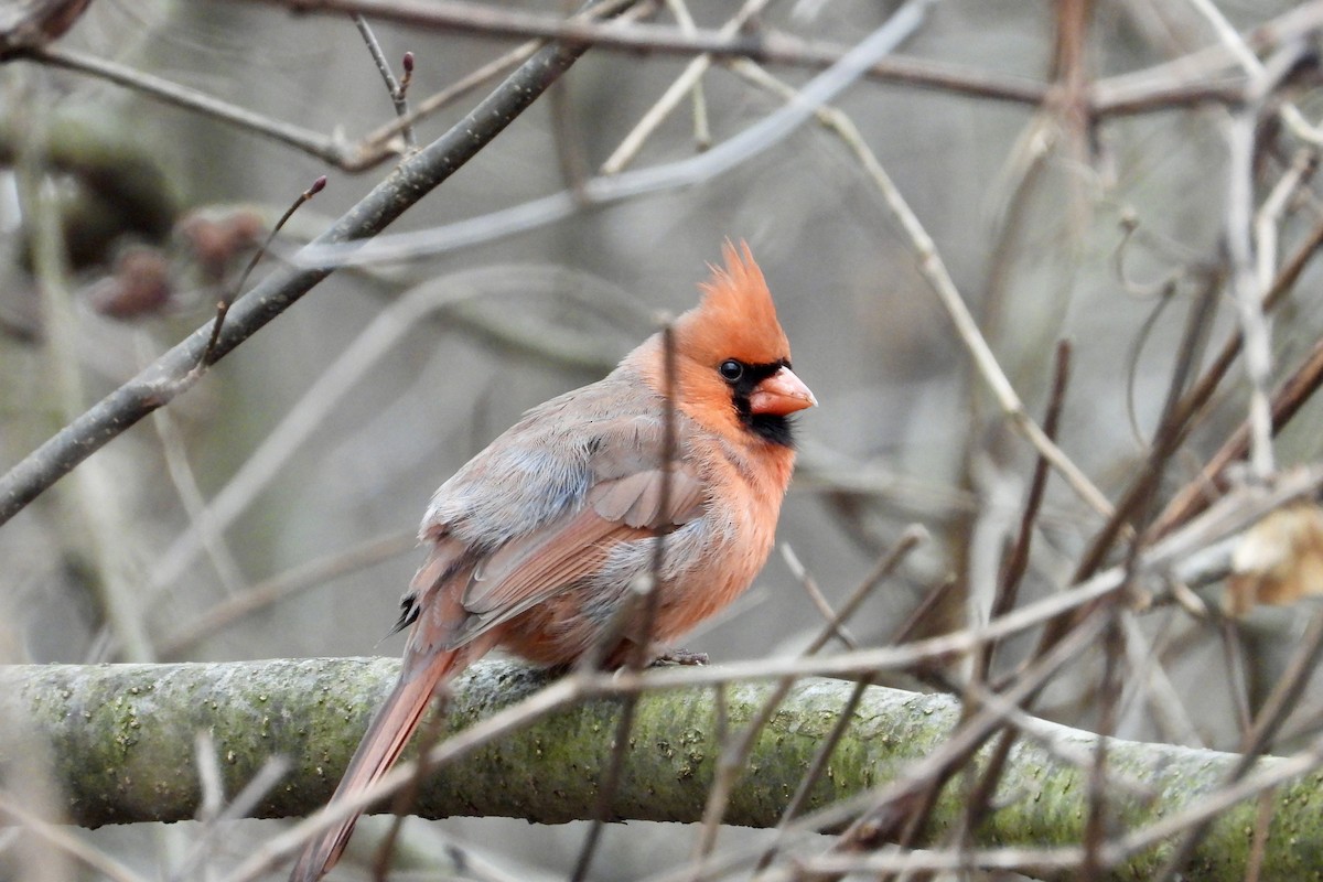 Northern Cardinal - ML645740785