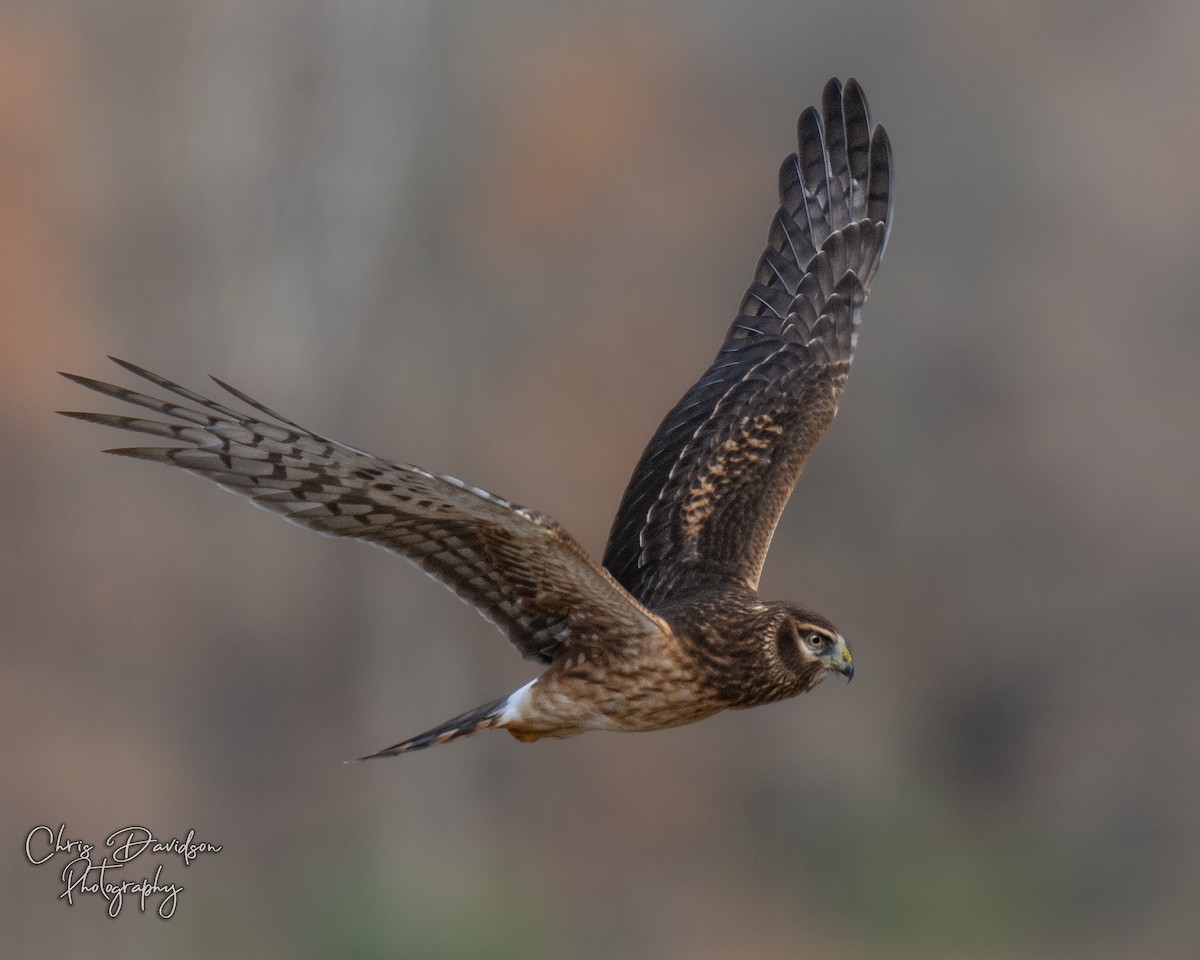 Northern Harrier - ML645740791