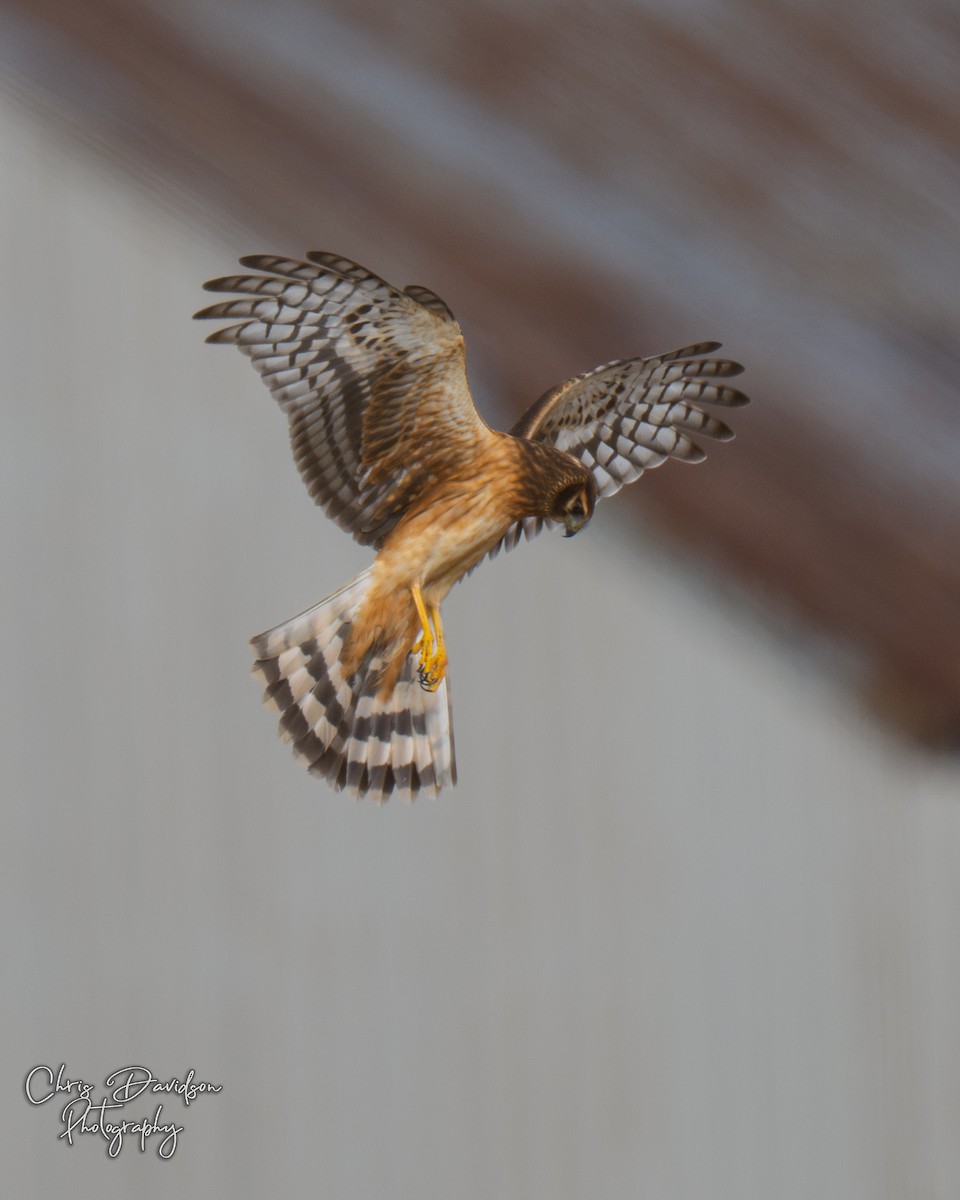 Northern Harrier - ML645740792