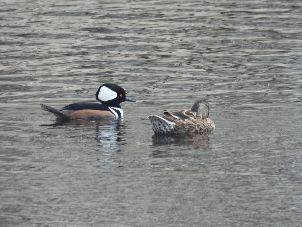 Hooded Merganser - ML645740796